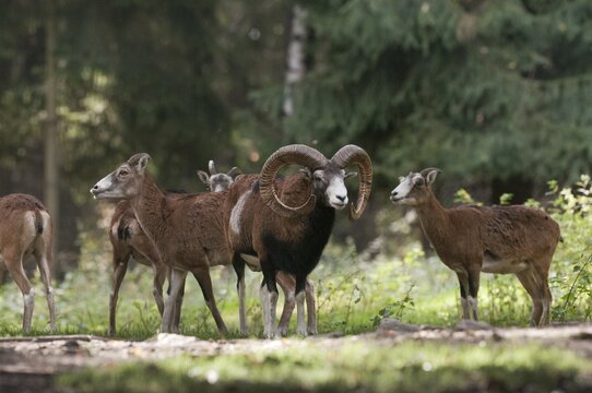 Artiodactyla, even-toed ungulate, mouflon, mouflon, mouflon, ovis gmelini musimon, cloven-hoofed, mammals, sheep, mammals, rams, game