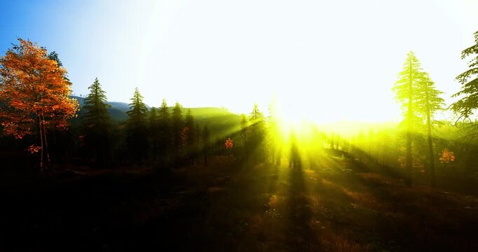 Bright uplifting golden panorama in forest with expansive sunrays cutting through trees, panoramic vista of rolling hills, invigorating outdoor mood