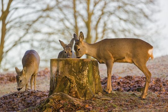 A female roe deer (Capreolus capreolus) and her fawn nibbling moss from a tree stump at sunrise. Another female fawn stands in the background