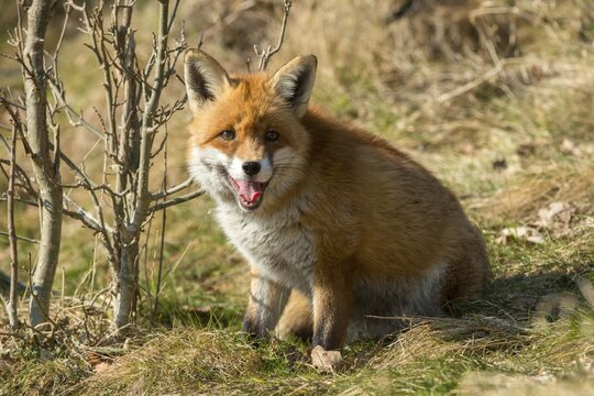 Carnivora, predators, red fox, vulpes vulpes, fox, mammals, raptors, mammals, mammals