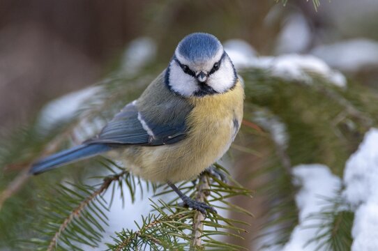 Blue tit, parus caeruleus, birds, tit, passeri, snow, songbirds, snow, songbirds, tits, birds, winter