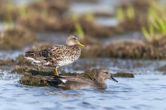 Anas Strepera, Gadwall, Mareca Strepera, Middle Duck, Schnatterente, Anatidae, Birds, Ducks, Ducks, Duckbirds, Waterbirds