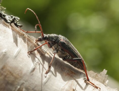 Finland, Oxymirus Cursor, Shoulder Longhorn Beetle, Toxotus Cursor, Beetle, Longhorn Beetle, Coleoptera, Female, Insects, Beetles, Female