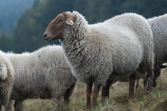 Artiodactyla, Coburg fox sheep, domestic sheep, even-toed ungulate, domestic sheep, Ovis Gmelini aries sspec.4, cloven-hoofed, domesticated animals, extensive grazing, pet, mammals, sheep, sheep, mammals, wild pastures