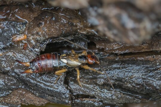 Dermaptera, earwigs, European earwig, forficula auricularia, common earwig, earworm, insects