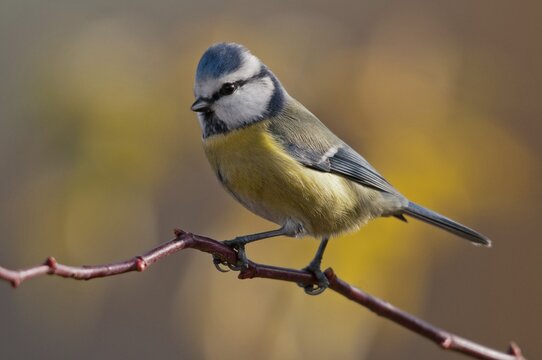 Blue tit, parus caeruleus, birds, tits, passeri, songbirds, songbirds, tits, birds