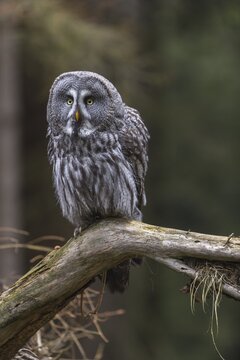 One great grey owl (Strix nebulosa) sitting on the root of a fallen spruce tree