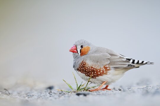 Australian zebra finch (Taeniopygia guttata castanotis), male, escaped pet bird, native to Australia, North Rhine-Westphalia, Germany