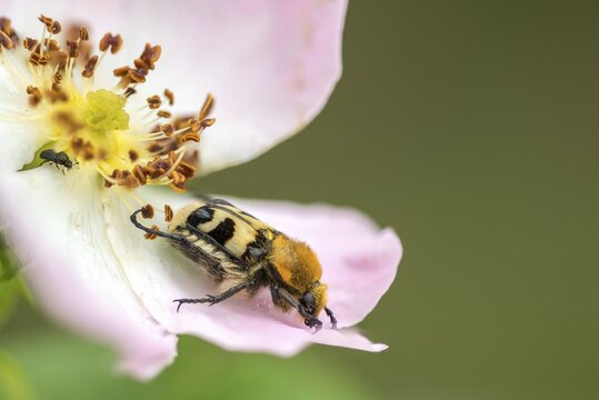 Bee beetle, leaf horn beetle, girdled brush beetle, smooth-brained brush beetle, brush beetle, scarabaeidae, trichius gallicus, beetle, coleoptera, insects, beetles
