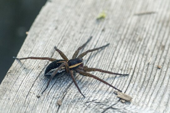 Dolomedes Fimbriatus, Finland, ridged hunting spider, Jesus spider, list spider, raft spider, spiders, spiders