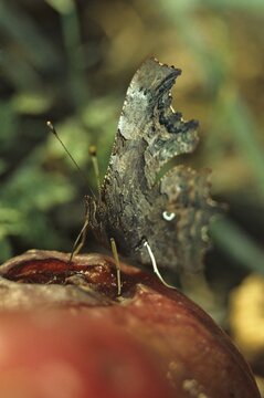 C-butterfly, comma butterfly, nymphalis c-album, polygonia c-album, butterfly, garden, high size, portrait format, insects, butterfly, mixed fruit, butterflies