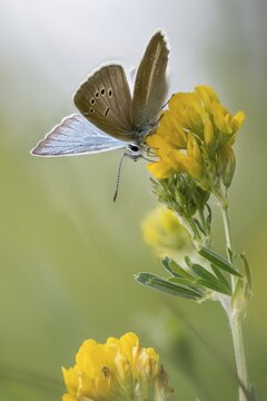 Damon blue, large esparset blue, polyommatus damon, striped blue, white dagger blue, butterfly, high size, portrait format, insects, butterflies, butterflies, butterflies