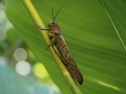 Giant locust (Tropidacris cristata), grasshopper, Manuel Antonio National Park, Costa Rica, Central America