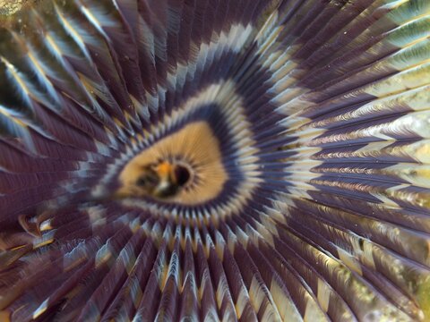 Close-up of a purple feather worm, tube worm (Sabellastarte), with a symmetrical, colourful pattern in a marine environment. Dive site Napoleon, Permuteran, Bali, Indonesia