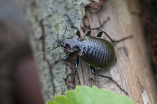 Calosoma inquisitor, small doll predator, climbing beetle, lesser searcher, beetle, coleoptera, insects, beetles