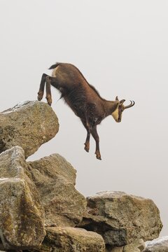 An adult male chamois (Rupicapra rupicapra) jumps down from a rock in dense fog at sunrise, illuminated by a weak, solitary ray of sunlight