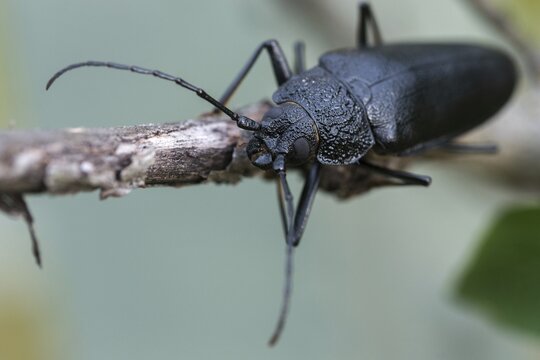 Cerambycidae, Ergates Faber, Mulmbock, Housebuck, Beetle, Longhorn Beetle, Coleoptera, Female, Insects, Beetles, Long-Horned Beetle, Female