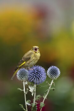 Eurasian greenfinch (Chloris chloris) juvenile bird calling on a Globe thistle (Echinops ritro) flower head in summer, Suffolk, England, United Kingdom