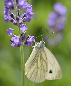 Small cabbage white (Pieris rapae) butterfly, sucking nectar on true common lavender (Lavandula angustifolia), Stuttgart, Baden-W&uuml;rttemberg, Germany