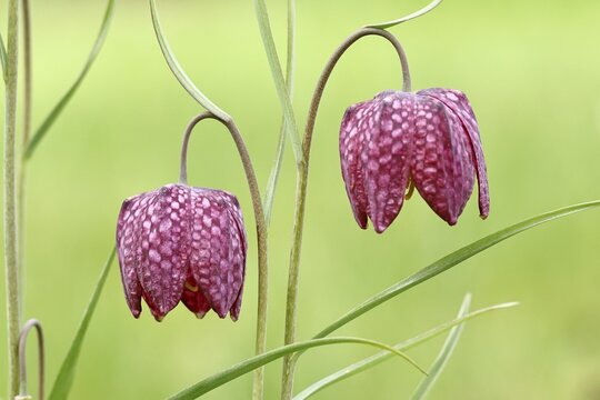 Snake's Head Fritillary (Fritillaria meleagris), two flowers in a meadow, inflorescence, early bloomer, spring, Wilnsdorf, North Rhine-Westphalia, Germany