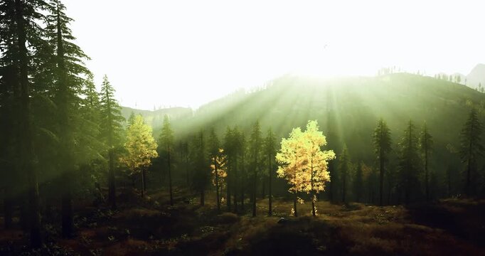 Illuminated young tree stands against sunrise beams, vibrant glow and soft dawn haze convey renewal and growth, suitable for eco startup hero images