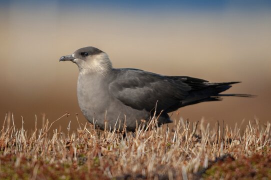 Arctic hunter, arctic skua, arctic tern, Norway, parasitic hunter, parasitic skua, parasite predatory gull, stercorarius parasiticus, varanger, birds, charadriiformes, limikolen, predatory gulls, stercorariidae, birds