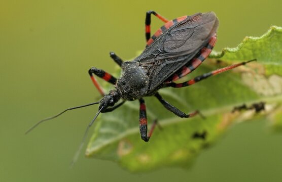 Ringed murder bug, heteroptera, murder bug, red-banded assassin bug, reduviidae, rhinocoris annulatus, rhynocoris annulatus, insects, predatory bugs, bedbugs