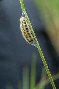 Blood droplets spec., ram spec., zygaenidae, burnet, butterfly, high size, portrait, inchworm, insects, moths, moths, moths, moth, caterpillar, butterfly, pupation