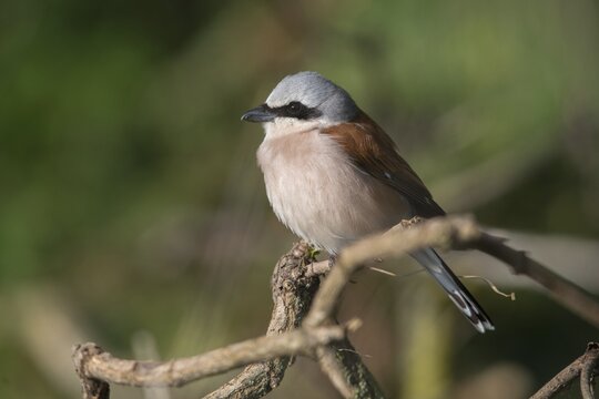 Lanius Collurio, red-backed shrike, redback shrike, birds, male, passeri, songbirds, songbirds, birds, shrikes