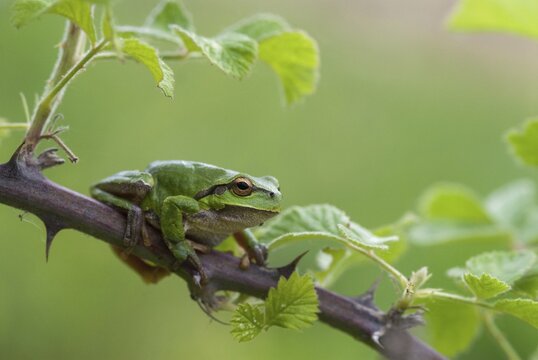 Eastern tree frog, hyla orientalis, tree frog, amphibians, amphibians, Bulgaria, frog, frog, amphibian, eastern tree frog