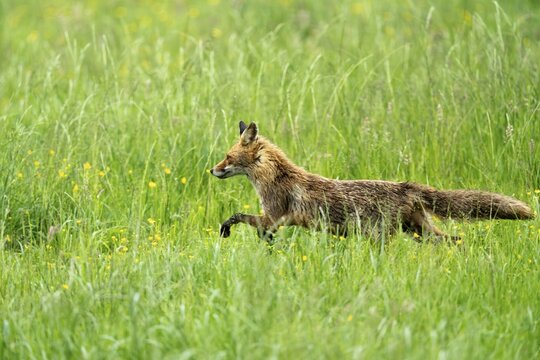 Red fox (Vulpes vulpes), Vulkaneifel, Rhineland-Palatinate, Germany