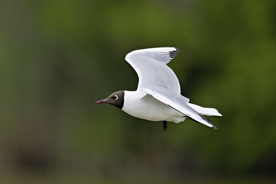 Black-headed Black-headed Gull (Chroicocephalus ridibundus, syn.: Larus ridibundus), in flight, Saintes-Marie-de-la-Mer, Camargue, southern France, France
