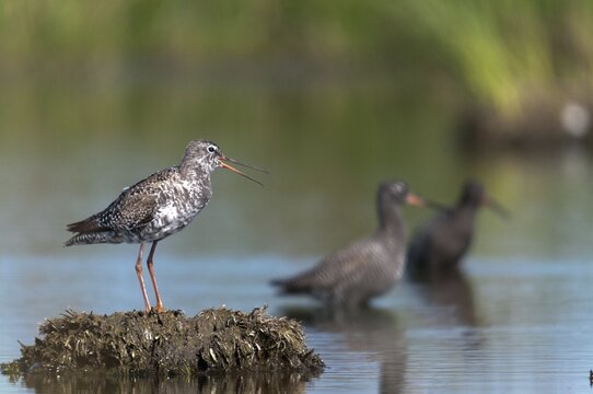 Dark water strider, spotted redshnak, tringa erythropus, birds, call, charadriiformes, limikolen, call, snipe birds, scolopacidae, transitory plumage, birds, waders, waders, transitional dress