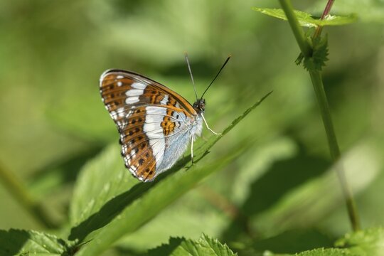 Small kingfisher, Ladoga camilla, limenitis camilla, white admiral, butterfly, insects, butterfly, butterflies