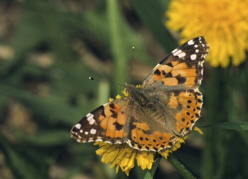 Cynthia Cardui, Painted Lady, Vanessa Cardui, Butterfly, Insects, Insects, Butterfly, Butterflies