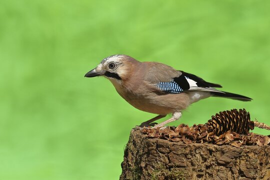 Eurasian jay (Garrulus glandarius), on a woodpecker flock, Wilden, North Rhine-Westphalia, Germany