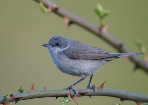 Rattleswarbler, lesser whitethroat, sylvia curruca, birds, male, passeri, songbirds, songbirds, birds, warbler