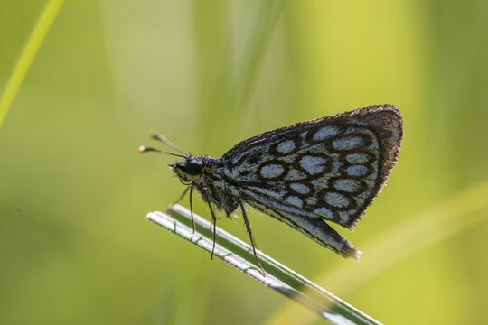Hesperiidae, heteropterus morpheus, large chequered skipper, mirrorspot thighead, butterfly, thighead, insects, butterfly, butterflies