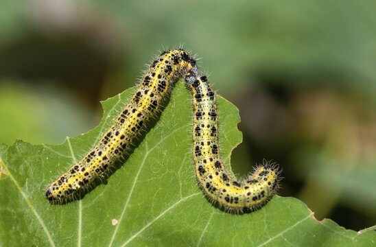 Large white, Pieris brassicae, butterfly, insects, caterpillar, butterfly, butterflies