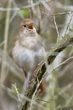 Luscinia megarhynchos, nightingale, birds, song, high size, portrait format, passeri, songbirds, sining, songbirds, birds