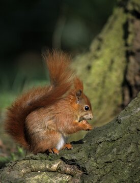 Squirrels, rodents, rodentia, sciurus vulgaris, squirrel, high size, vertical format, mammals, rodents, mammals