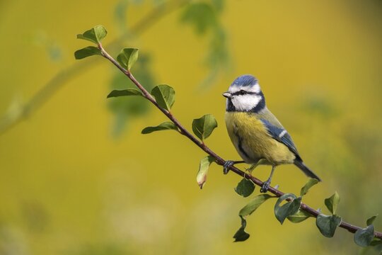 Blue tit, parus caeruleus, birds, tits, passeri, songbirds, songbirds, tits, birds