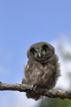 Tengmalm's Owl (Aegolius funereus), young bird sitting on a larch branch against a blue sky, North Rhine-Westphalia, Germany