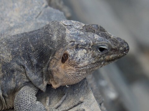 Close-up of a Gran Canaria giant lizard (Gallotia stehlini), with its head resting on a rock and its skin structures clearly visible, Gran Canaria, Spain