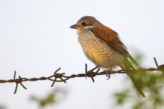 Lanius Collurio, red-backed shrike, redback shrike, birds, female, passeri, songbirds, songbirds, birds, female, shrike