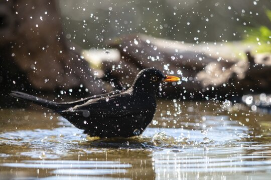 Blackbird, Turdus Merula, Bath, Bird Bath, Birds, Passeri, Songbirds, Songbirds, Potion, Birdbath, Birds, Watering Place