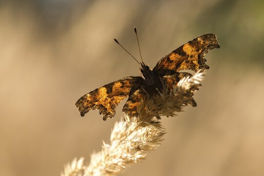 C-butterfly, comma butterfly, nymphalis c-album, polygonia c-album, butterfly, insects, butterfly, butterflies