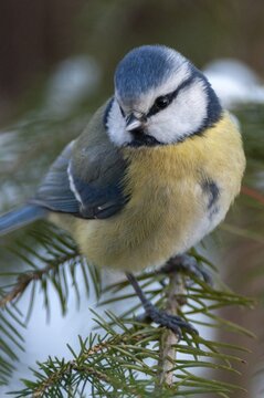 Blue tit, parus caeruleus, birds, high size, portrait format, tits, passeri, snow, songbirds, snow, songbirds, tits, birds, winter