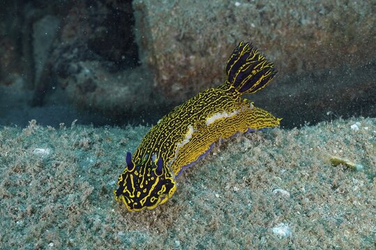 Brightly coloured nudibranch, yellow-and-purple star snail (Felimare picta), dive site: the Meteor wreck, Russian hydrofoil, Arguinegu&iacute;n, Gran Canaria, Spain, Europe, Atlantic Ocean