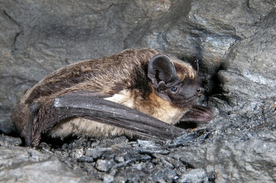 Leather-winged bat, parti-coloured bat, vespertilio murinus, bicolor bat, chiroptera, bats, mammals, mammals